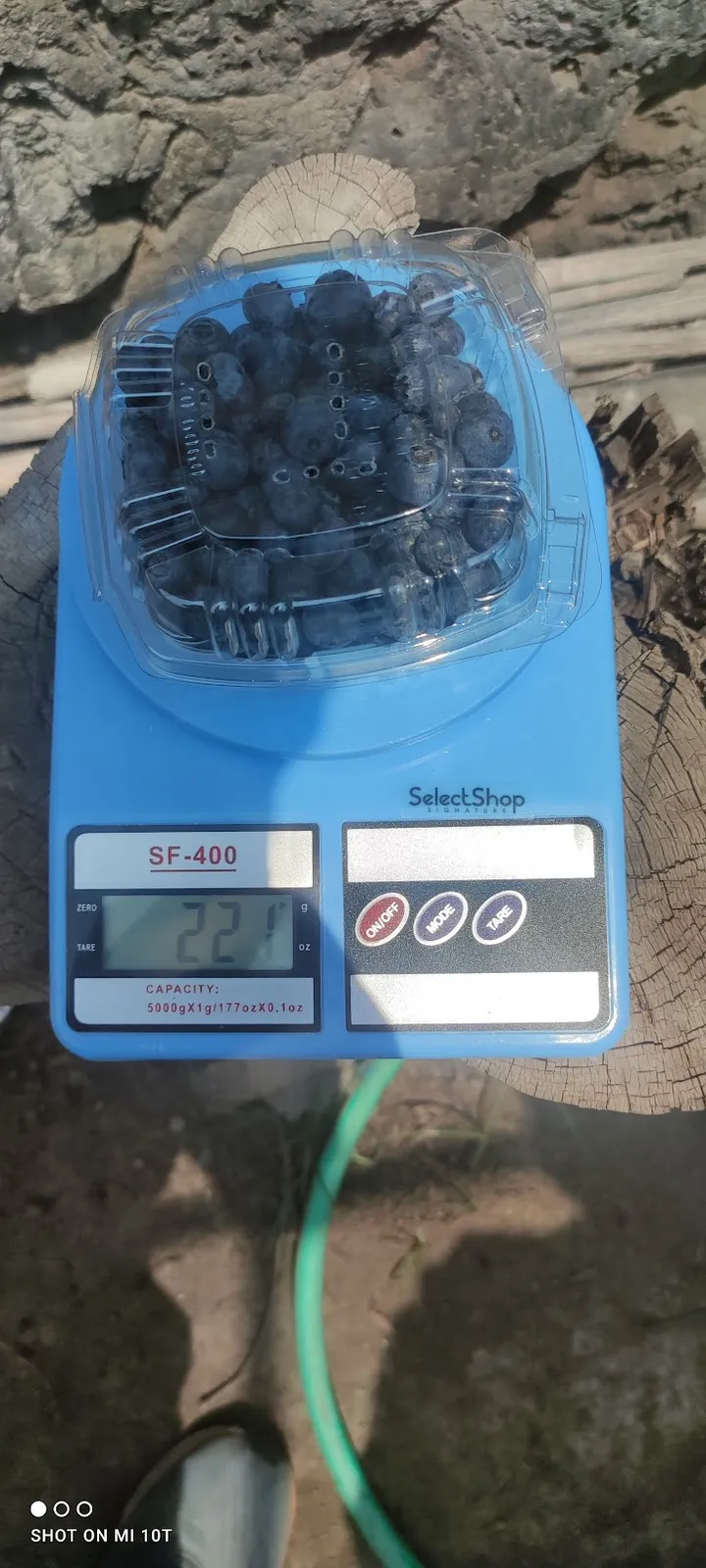 Blue Berry 1 domo 200g