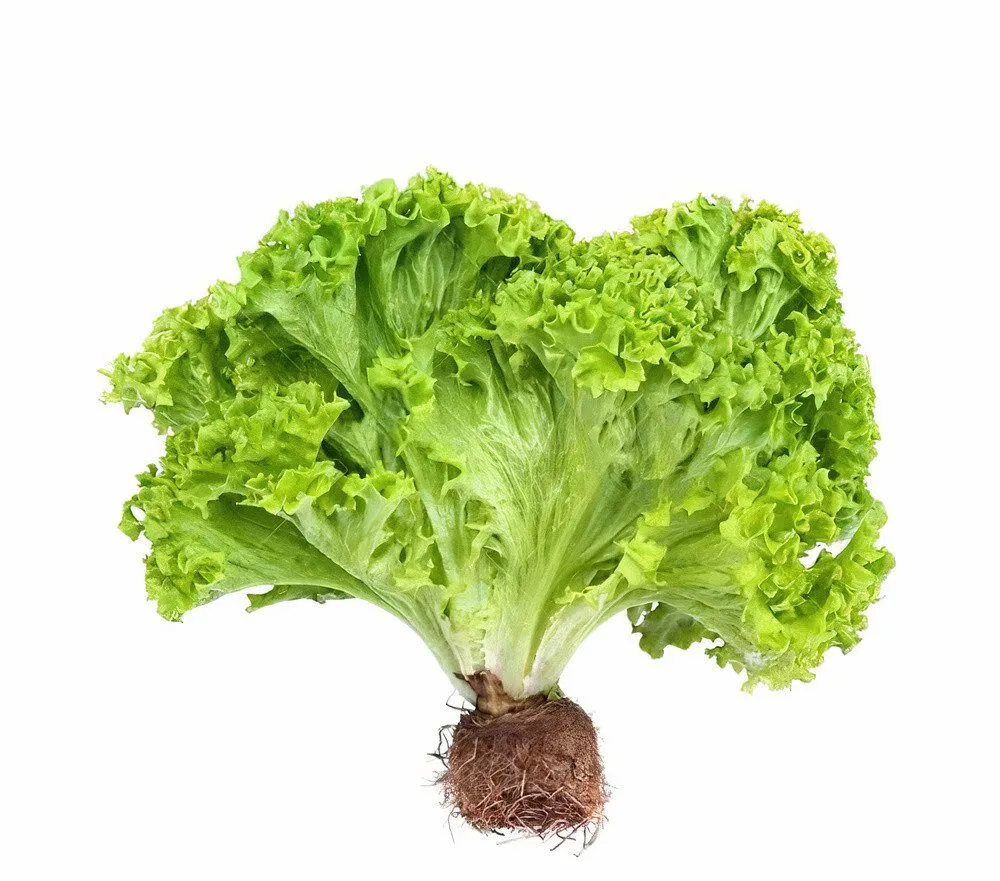 Lechuga Hidropónica con raiz 1 pieza